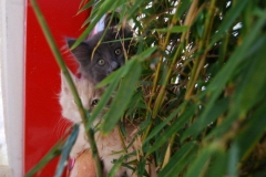 Norwegische Waldkatze Berta mit 9 Wochen