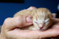 Norwegische Waldkatze Chili neugeboren