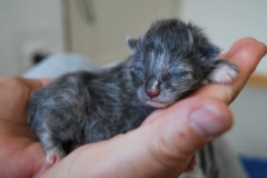 Feline neugeboren