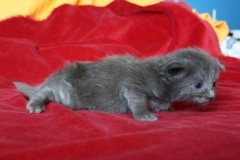 Norwegische Waldkatze Berta mit 2 Wochen