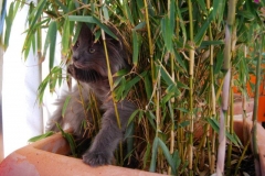 Norwegische Waldkatze Berta mit 9 Wochen