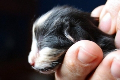 Norwegische Waldkatze Calotta neugeboren