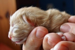 Norwegische Waldkatze Chili neugeboren