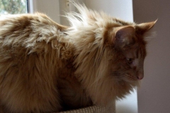 Norwegische Waldkatze Nuka mit 1 Jahr